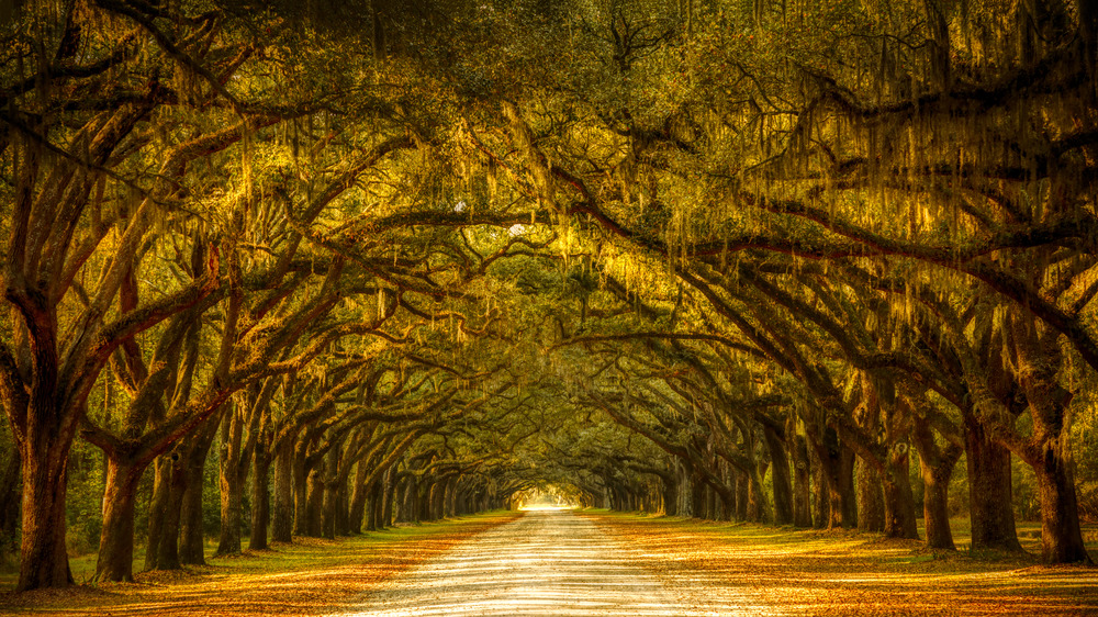 Trees with Spanish Moss, Savannah, Georgia