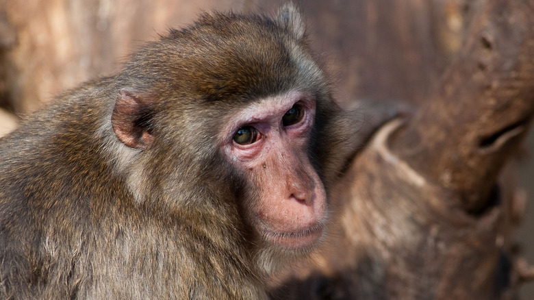 Japanese macaque