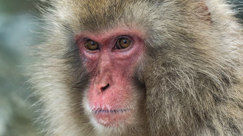 Japanese macaque