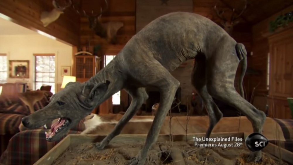 The taxidermied Texas Blue Dog hunched in place forever 