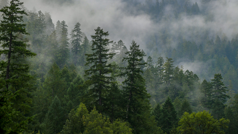 Siskiyou National Forest Oregon