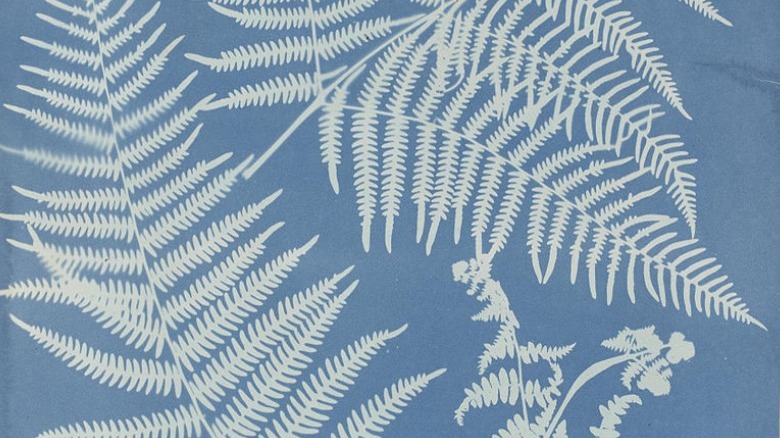 plant cyanotypes