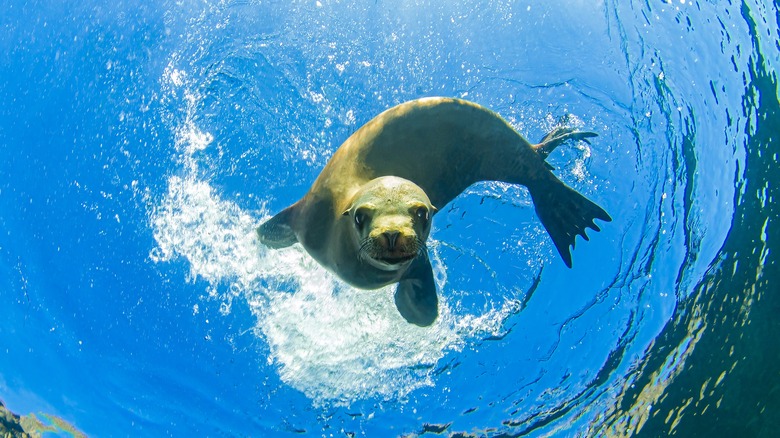 seal