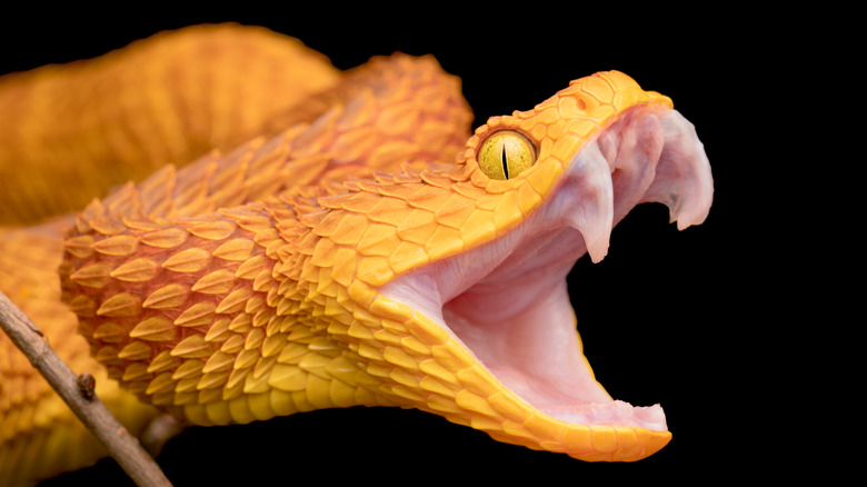 Venomous snake fangs