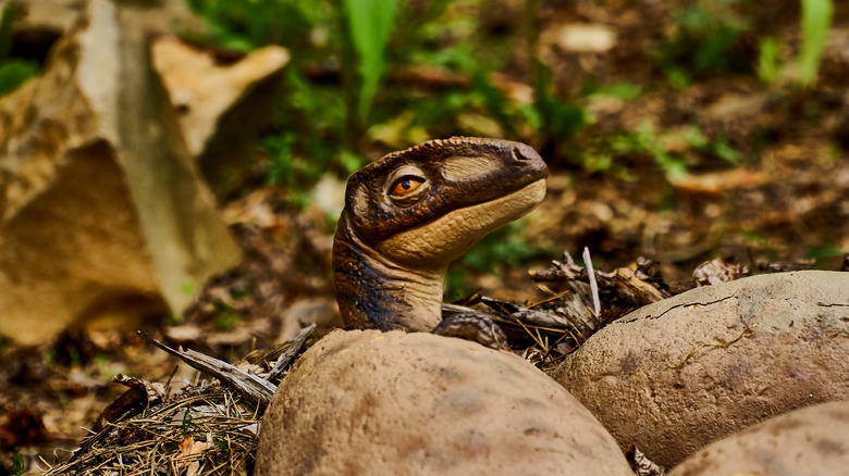 Hatching dinosaur