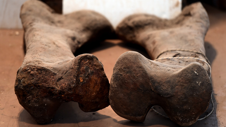 Dinosaur bones