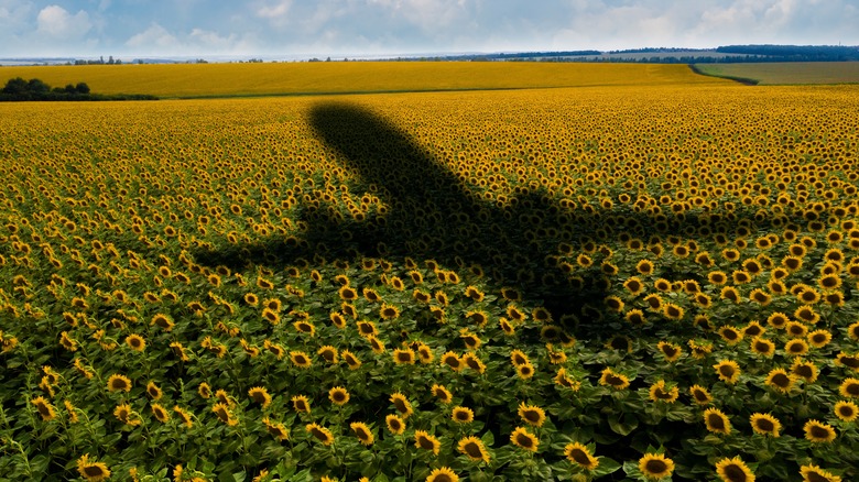 Plane shadow over sunflower field