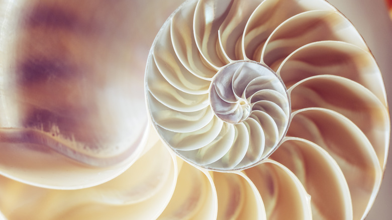 Nautilus shell spiral interior