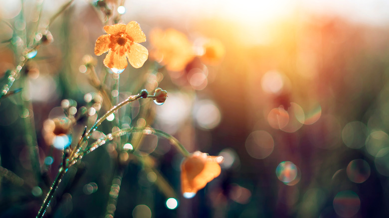 flowers blooming in spring