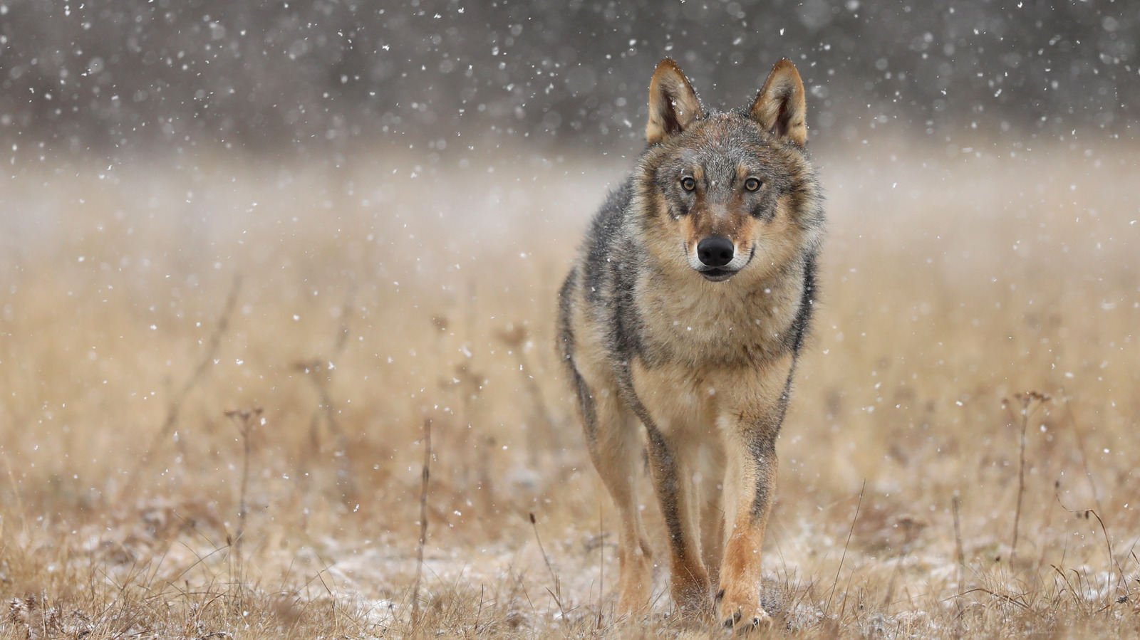 It Turns Out Alpha Male Wolves Don't Actually Exist In The Wild