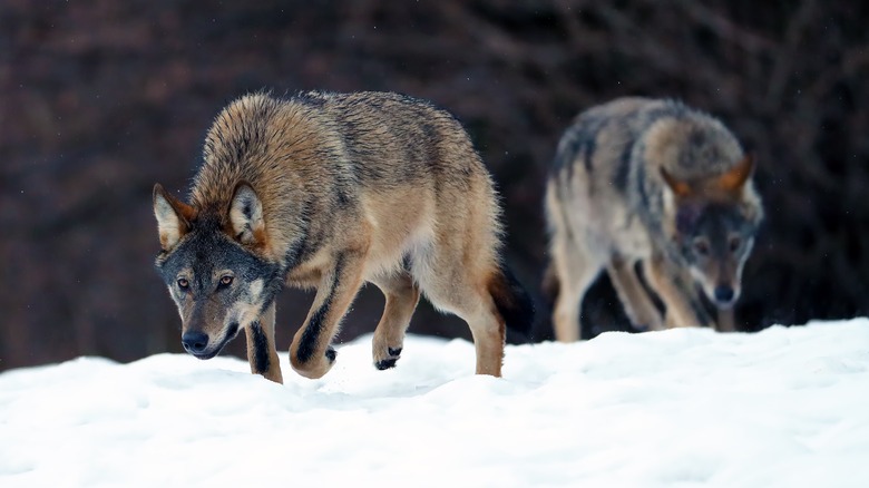 It Turns Out Alpha Male Wolves Don't Actually Exist In The Wild