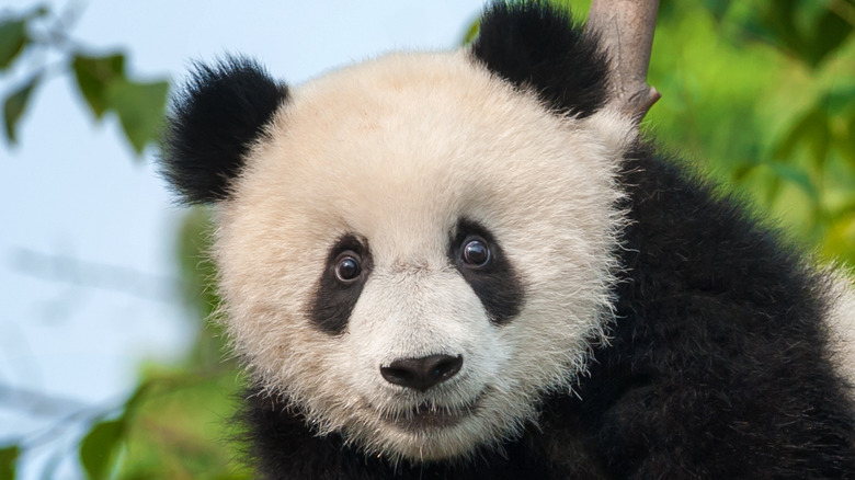 Panda climbing a tree