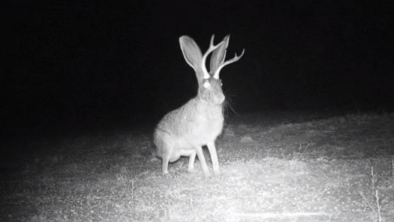 real jackalope night