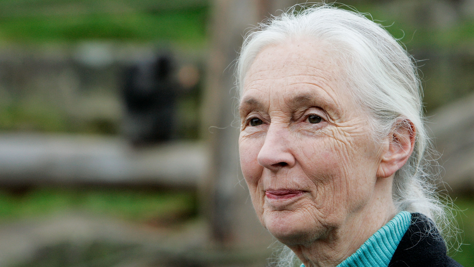 Jane Goodall’s Terrifying Encounter With A Murderous Chimp – Grunge