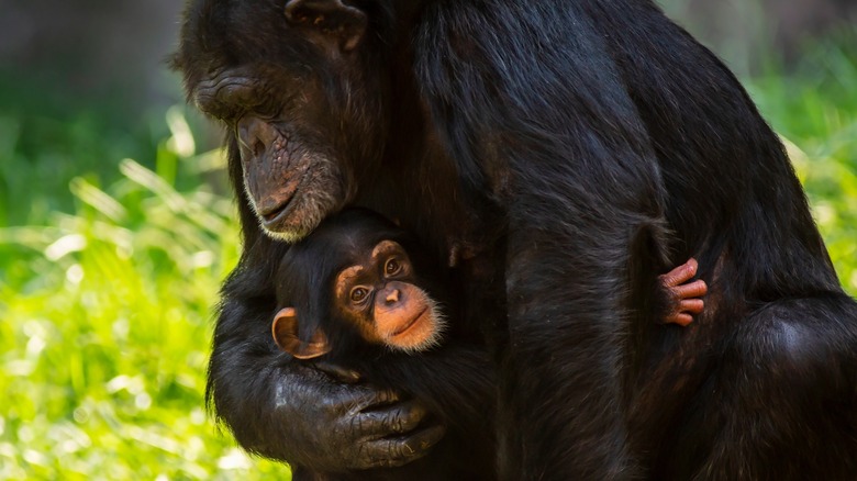Mother chimp shielding baby