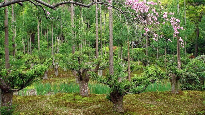 Daisugi trees japan