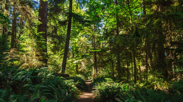 Point Defiance Park on sunny day