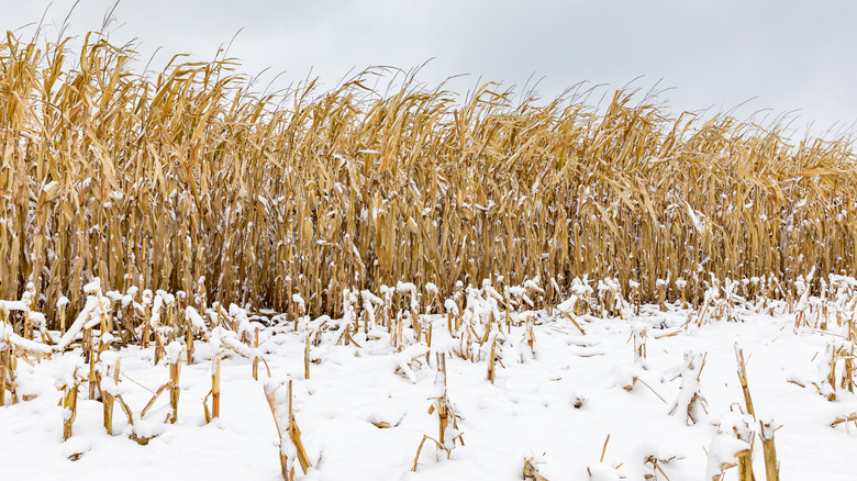 field with snow
