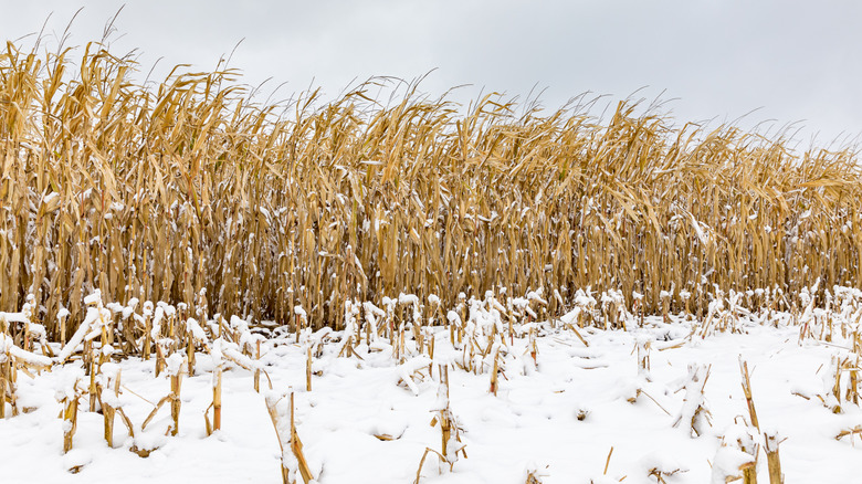 field with snow