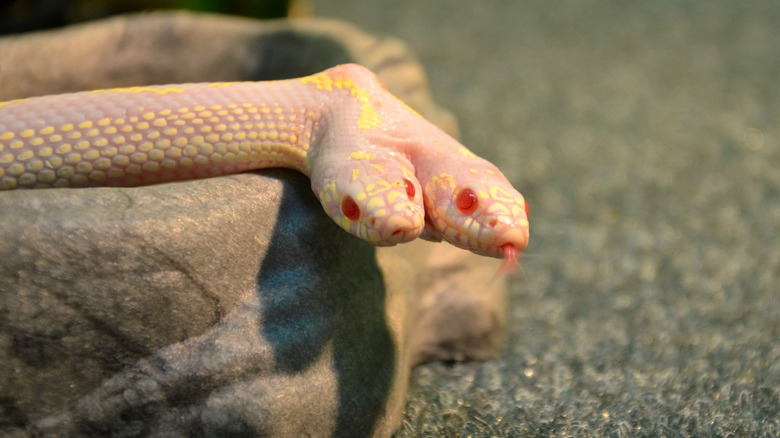 Two headed albino snake