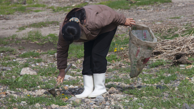north korean woman scavenging rice to eat