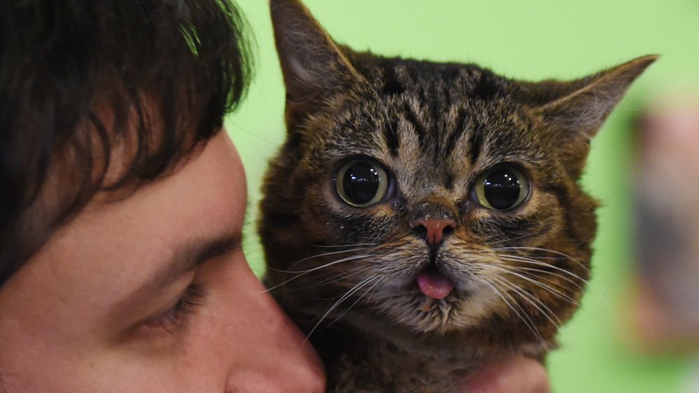 lil bub, rip