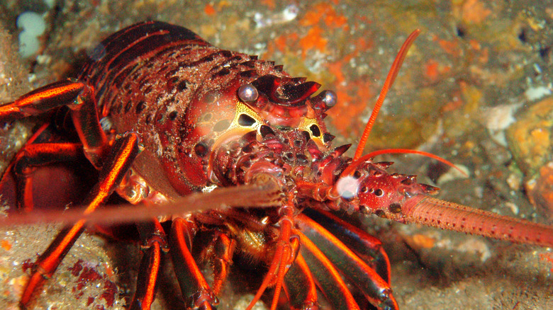 Lobster under the sea