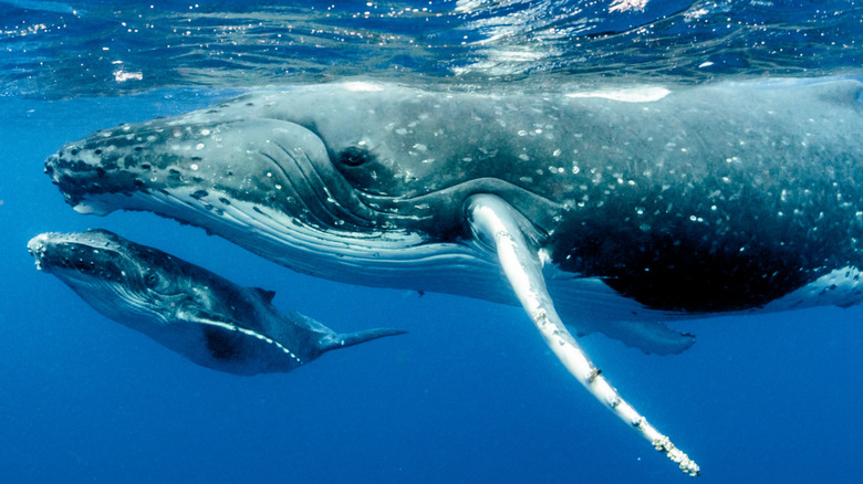 Blue whale swimming with baby