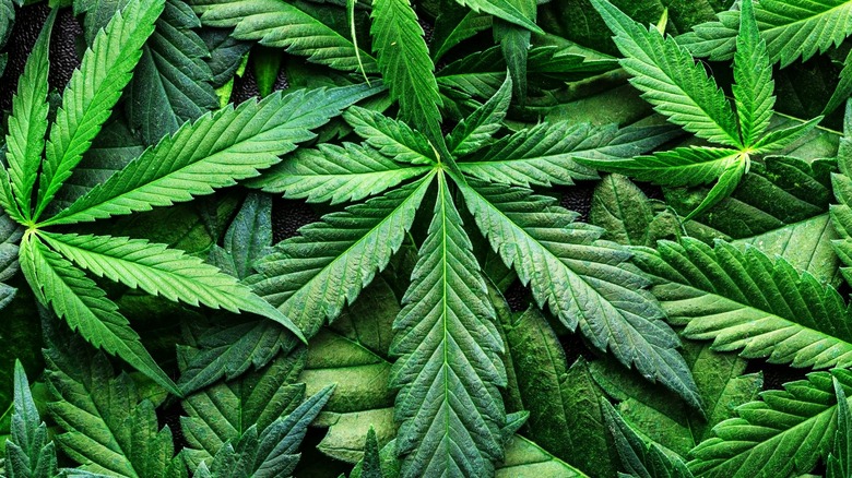 Close-up of many green Cannabis sativa leaves