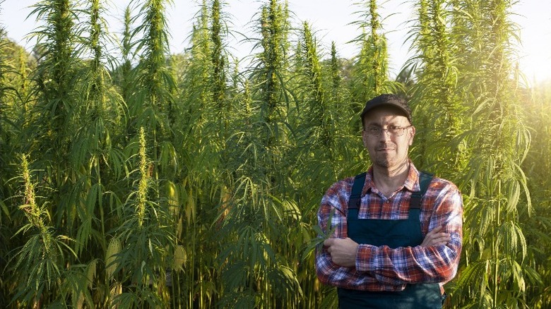 Male farmer standing by tall green hemp plants arms crossed