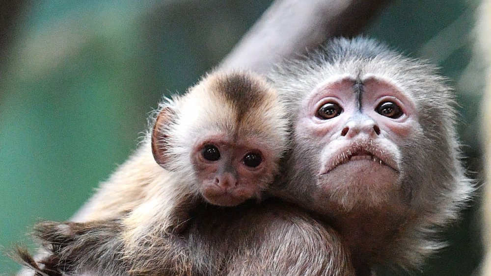 capuchins