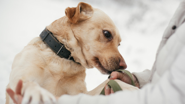 Dog sniffing hand with leash