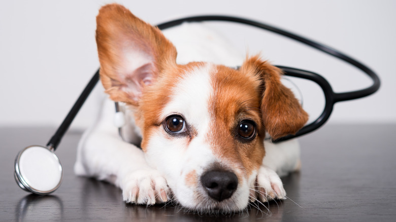 Puppy with stethoscope