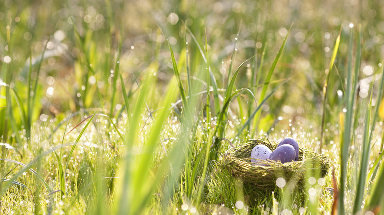 Easter eggs hidden in grass