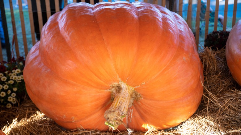 Giant pumpkin on hay