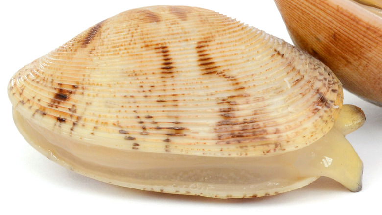 Hard clam