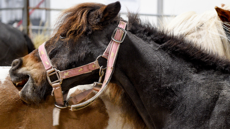 A miniature Shetland pony