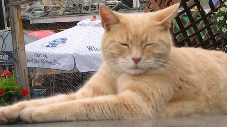 Talkeetna, Alaska mayor Stubbs the cat