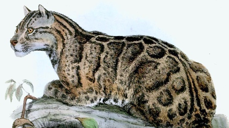 Formosan clouded leopard