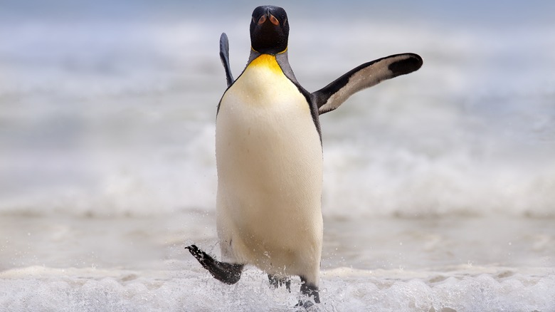 A dancing king penguin