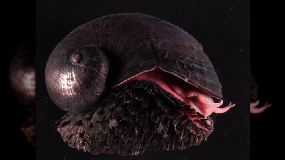 scaly-foot snail