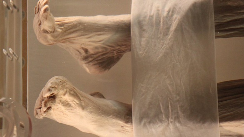 Xin Zhui's mummified feet
