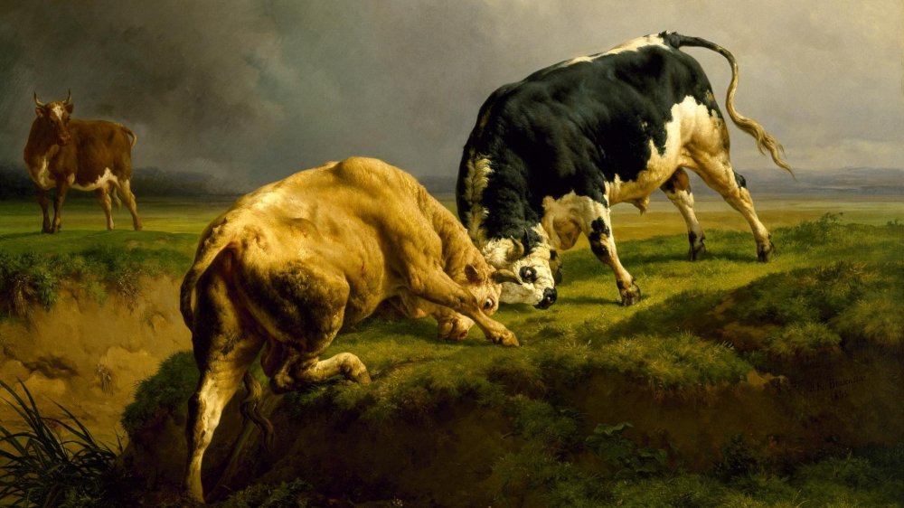 bulls fighting