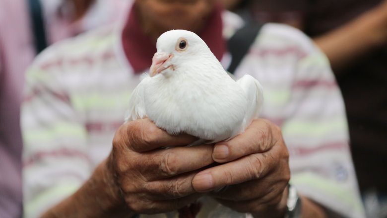 dove