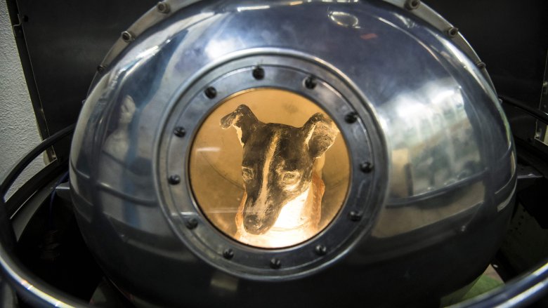 laika dog space