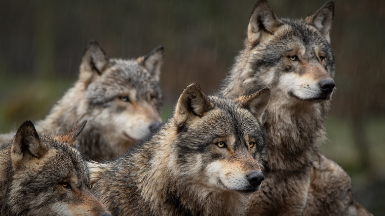 Wolf pack