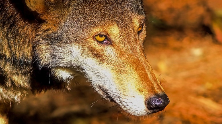 Wolf close up