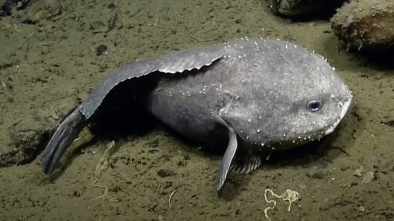 The World's Ugliest Animal blobfish looks ugly when out of water because  of its low-density flesh. Under the deep sea the fish looks normal because  the pressure compresses it to normal state. 