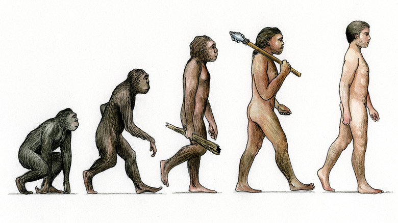 ape becomes man in evolution misrepresentation