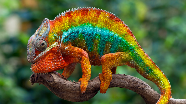 colorful chameleon on tree branch